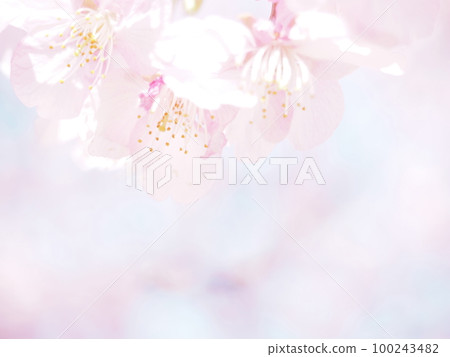 櫻桃樹 100243482