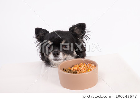 Chihuahua eats homemade rice and dog food in half Chihuahua eats homemade rice and dog food in half 100243678