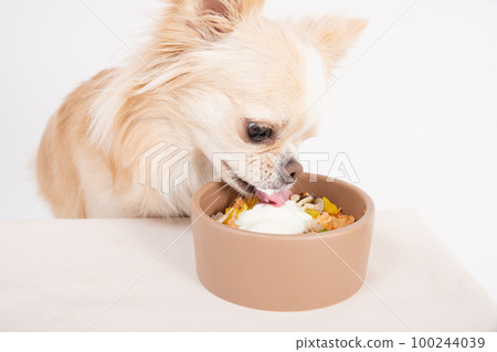 Cream Chihuahua eating homemade rice with dog yogurt Cream Chihuahua eating homemade rice with dog yogurt 100244039
