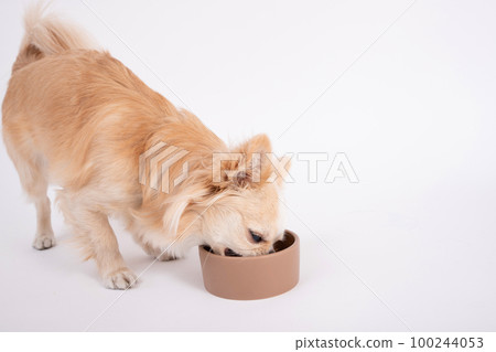 Chihuahua eats delicious homemade rice (dog food) from the feeder 100244053