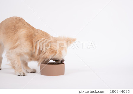 Chihuahua eats delicious homemade rice (dog food) from the feeder Chihuahua eats delicious homemade rice (dog food) from the feeder 100244055