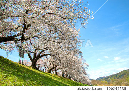 Cherry blossoms in full bloom on the Sewari embankment 100244586
