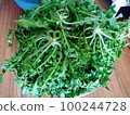Shepherd's purse, penpen grass, edible wild plants 100244728