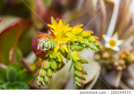 Beautiful background with green blue succulents leaves with blossoming yellow flowers, exotic garden plants in bloom. Graptopetalum paraguayense. Ghost plant blooming in spring day. Floriculture. Beautiful background with green blue succulents leaves with blossoming yellow flowers, exotic garden plants in bloom. Graptopetalum paraguayense. Ghost plant blooming in spring day. Floriculture. 100244833