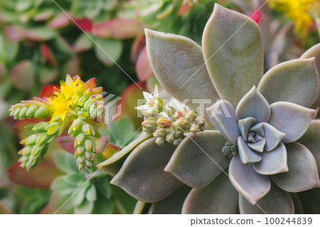 Beautiful background with green blue succulents leaves with blossoming yellow flowers, exotic garden plants in bloom. Graptopetalum paraguayense. Ghost plant blooming in spring day. Floriculture. 100244839