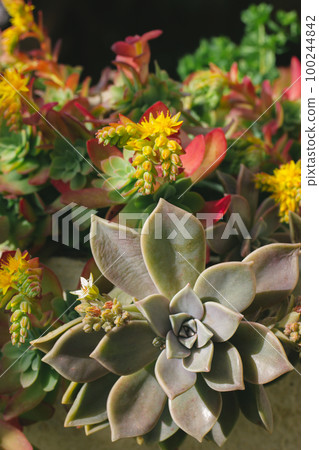Vertical floral background poster with green blue succulents leaves and small blossoming yellow flowers in tropical garden. Plants in bloom. Graptopetalum paraguayense. Ghost plant blooming in spring. 100244842