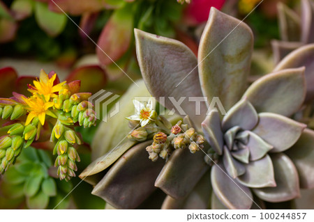 Beautiful background with green blue succulents leaves with blossoming yellow flowers, exotic garden plants in bloom. Graptopetalum paraguayense. Ghost plant blooming in spring day. Floriculture. 100244857