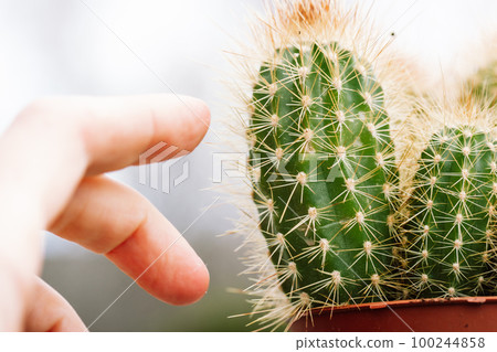Hand reaches out and fingers touch thorns of Blue columnar cactus (Pilosocereus Pachicladus). Dangerous desert plant grown in a home garden, greenhouse. Gardener take care about potted home plants. Hand reaches out and fingers touch thorns of Blue columnar cactus (Pilosocereus Pachicladus). Dangerous desert plant grown in a home garden, greenhouse. Gardener take care about potted home plants. 100244858