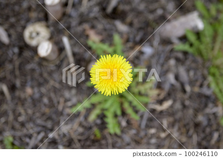 蒲公英彈簧材料 100246110