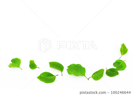 New semester / fresh green image New semester / fresh green image 100246644