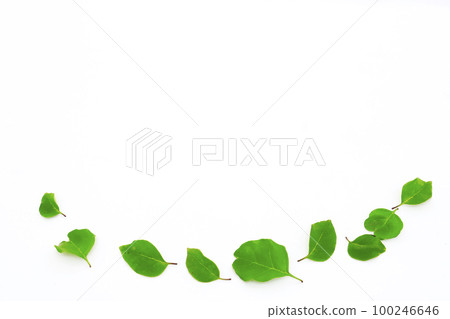New semester / fresh green image New semester / fresh green image 100246646