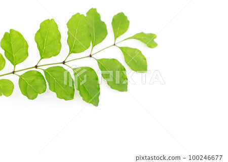 New semester / fresh green image 100246677