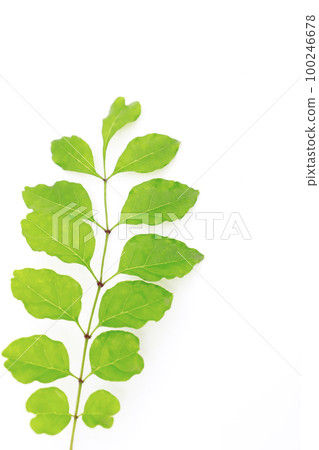 New semester / fresh green image 100246678