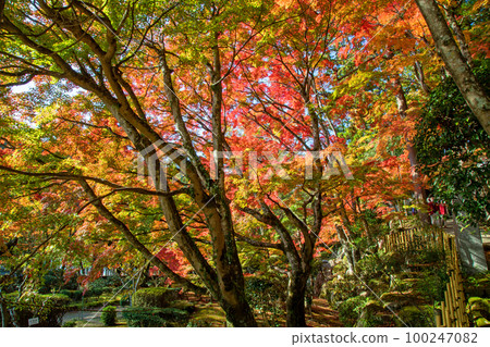 Shikoku 88 Temple No. 88 Okubo Temple autumn leaves Shikoku 88 Temple No. 88 Okubo Temple autumn leaves 100247082