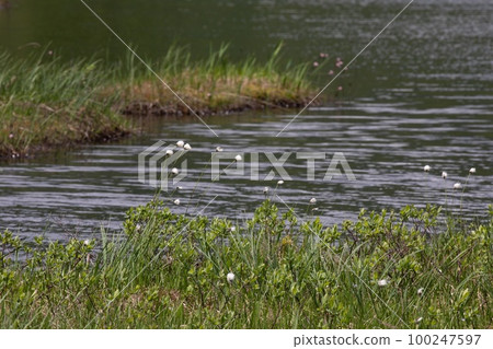 六月的尾瀨,池塘里盛開的棉草 六月的尾瀨,池塘里盛開的棉草 100247597
