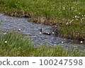 六月的尾瀨 鴨子在池塘里游泳 100247598