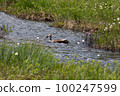 六月的尾瀨 鴨子在池塘里游泳 100247599