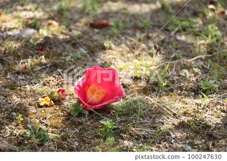 Fall of a camellia flower Fall of a camellia flower 100247630