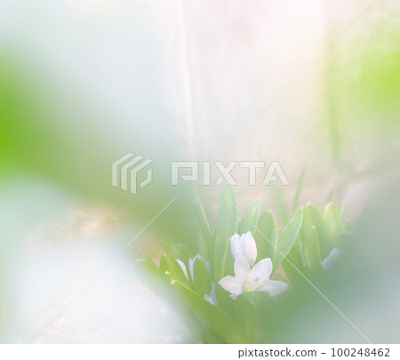 西拉混合 Skencoana [春季] 100248462