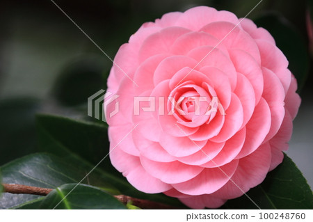 重瓣山茶花、山茶花、千層山茶花 100248760