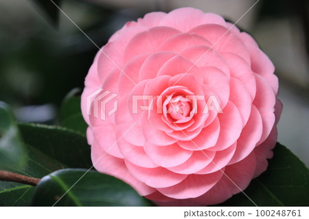 重瓣山茶花、山茶花、千層山茶花 100248761