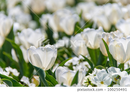 White tulips blooming all over [Akebonoyama Agricultural Park, Kashiwa City, Chiba Prefecture] 100250491