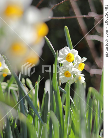 西芳寺盛開的水仙花 西芳寺盛開的水仙花 100250493