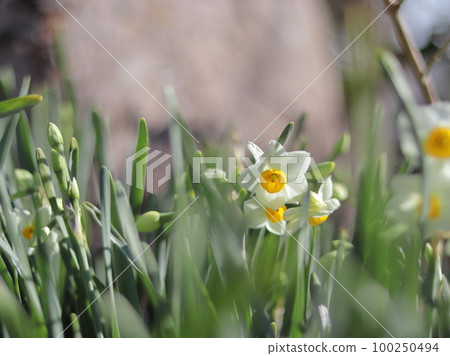 西芳寺盛開的水仙花 西芳寺盛開的水仙花 100250494