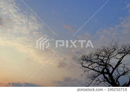 黃昏的天空，雲彩，樹木 100250719
