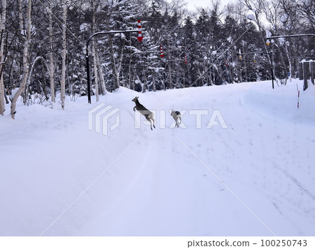 箭羽桿和蝦夷鹿 100250743