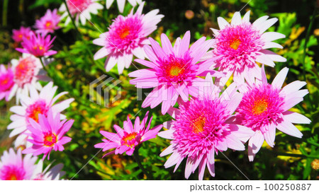Landscape with pink marguerite (Cutie Mais) flowers Landscape with pink marguerite (Cutie Mais) flowers 100250887