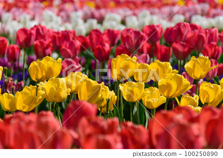 Colorful tulip fields [Akebonoyama Agricultural Park, Kashiwa City, Chiba Prefecture] 100250890