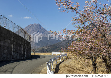 雲仙山和河津櫻花【長崎縣島原市】 雲仙山和河津櫻花【長崎縣島原市】 100250916