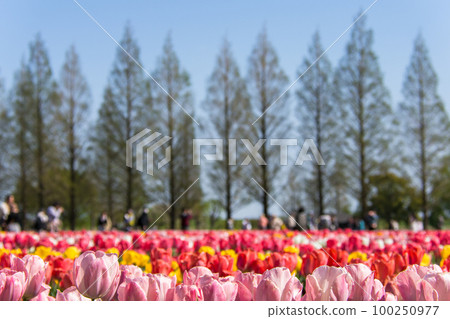 Colorful tulip fields and tourists [Akebonoyama Agricultural Park, Kashiwa City, Chiba Prefecture] 100250977