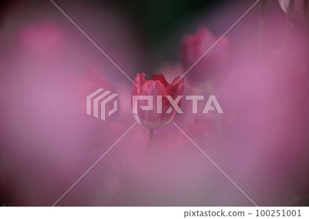 pink tulips in heart 100251001
