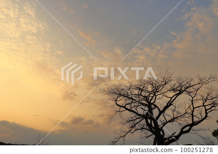 夕陽天空雲朵冬木 夕陽天空雲朵冬木 100251278