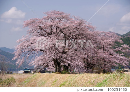 A row of Yoshino cherry trees in full bloom along the bank of the river with the blue sky in the background Ver2 100251460