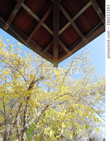 Japanese allspice blooming in Saiho-ji 100251563