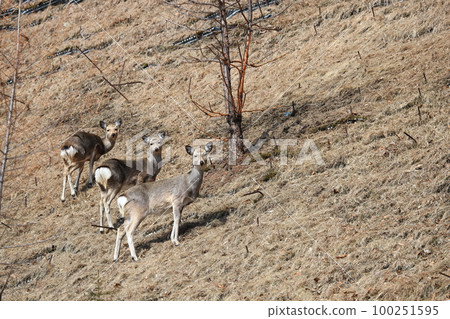 Ezoshika在早春 100251595