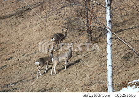 Ezoshika在早春 100251596