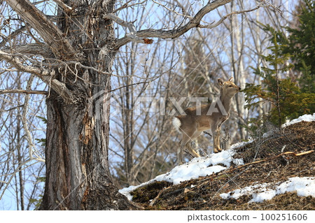 Ezo deer in early spring Young deer 100251606