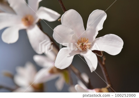 Kobushi flower 100252000