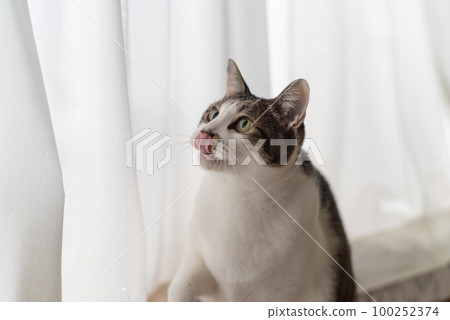 A cat staring at a pheasant cat A cat staring at a pheasant cat 100252374