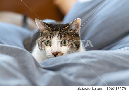 盯著野雞的貓 盯著野雞的貓 100252379