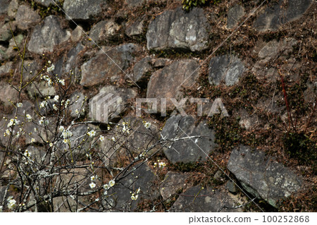 梅花早春石垣島 100252868