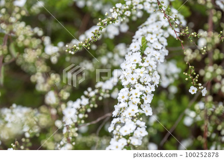 Snow willow [Kanagawa Prefecture] 100252878