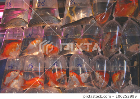在香港的Tsunagai(金魚街)用塑料袋裝氧氣出售的金魚和熱帶魚 在香港的Tsunagai(金魚街)用塑料袋裝氧氣出售的金魚和熱帶魚 100252999