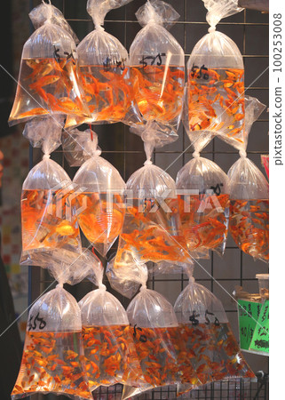 Goldfish and tropical fish sold with oxygen in a plastic bag in Hong Kong's Tsunagai (Goldfish Street) 100253008