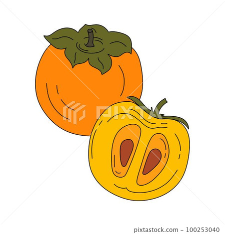 Persimmon doodle linear vector color illustration isolated on a white background 100253040