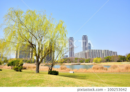 福岡島城春天風景島城中央公園島城中央公園有美麗的新鮮綠柳 100253042
